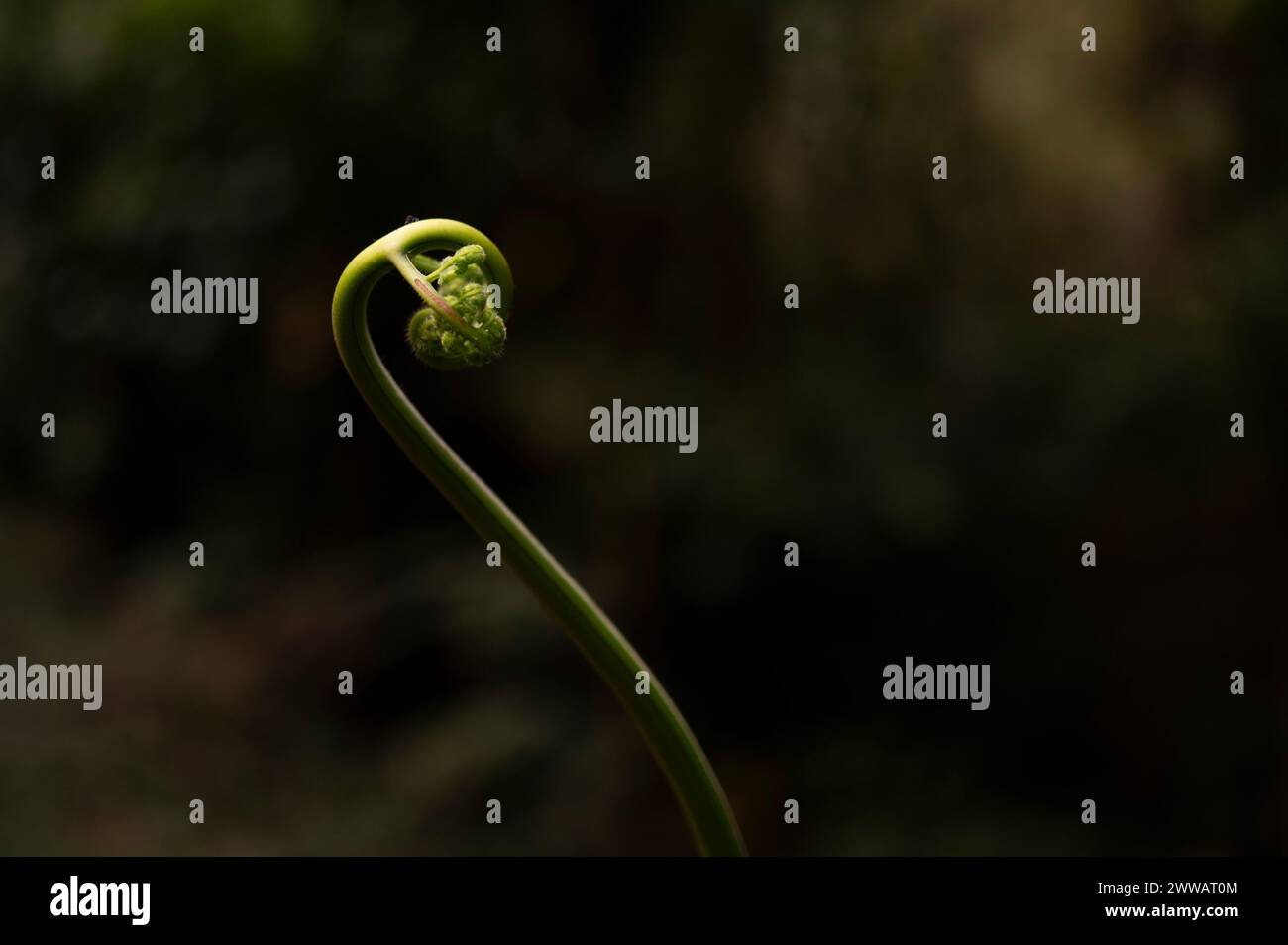 Une petite fougère verte en pleine croissance commence à se déployer dans un jardin tropical. Banque D'Images