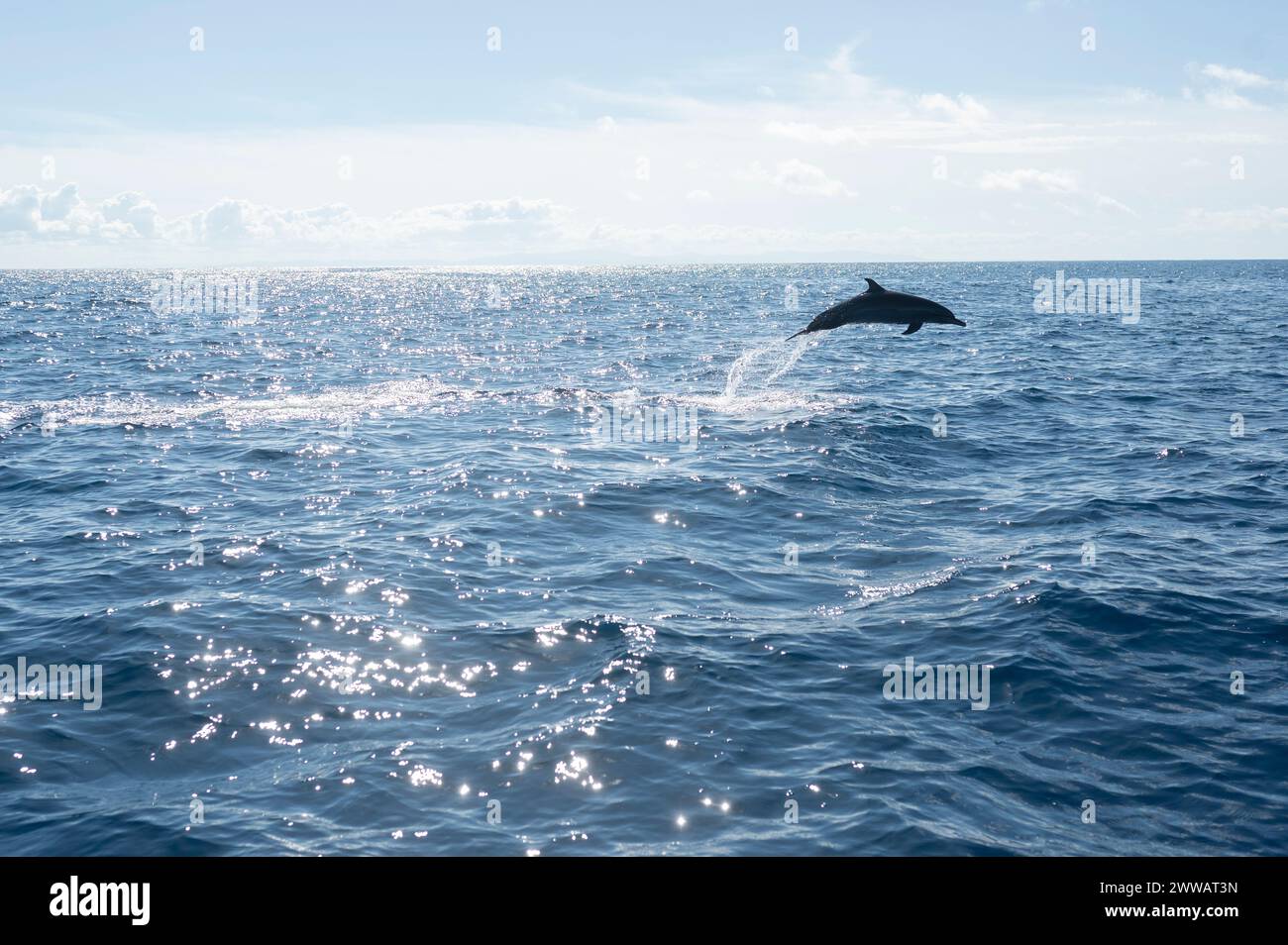 Un dauphin saute ludique de l'océan étincelant. Banque D'Images