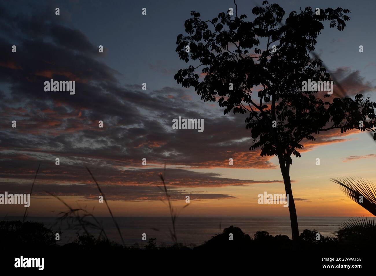 Les plantes tropicales sont silhouettées par un beau coucher de soleil sur l'océan. Banque D'Images