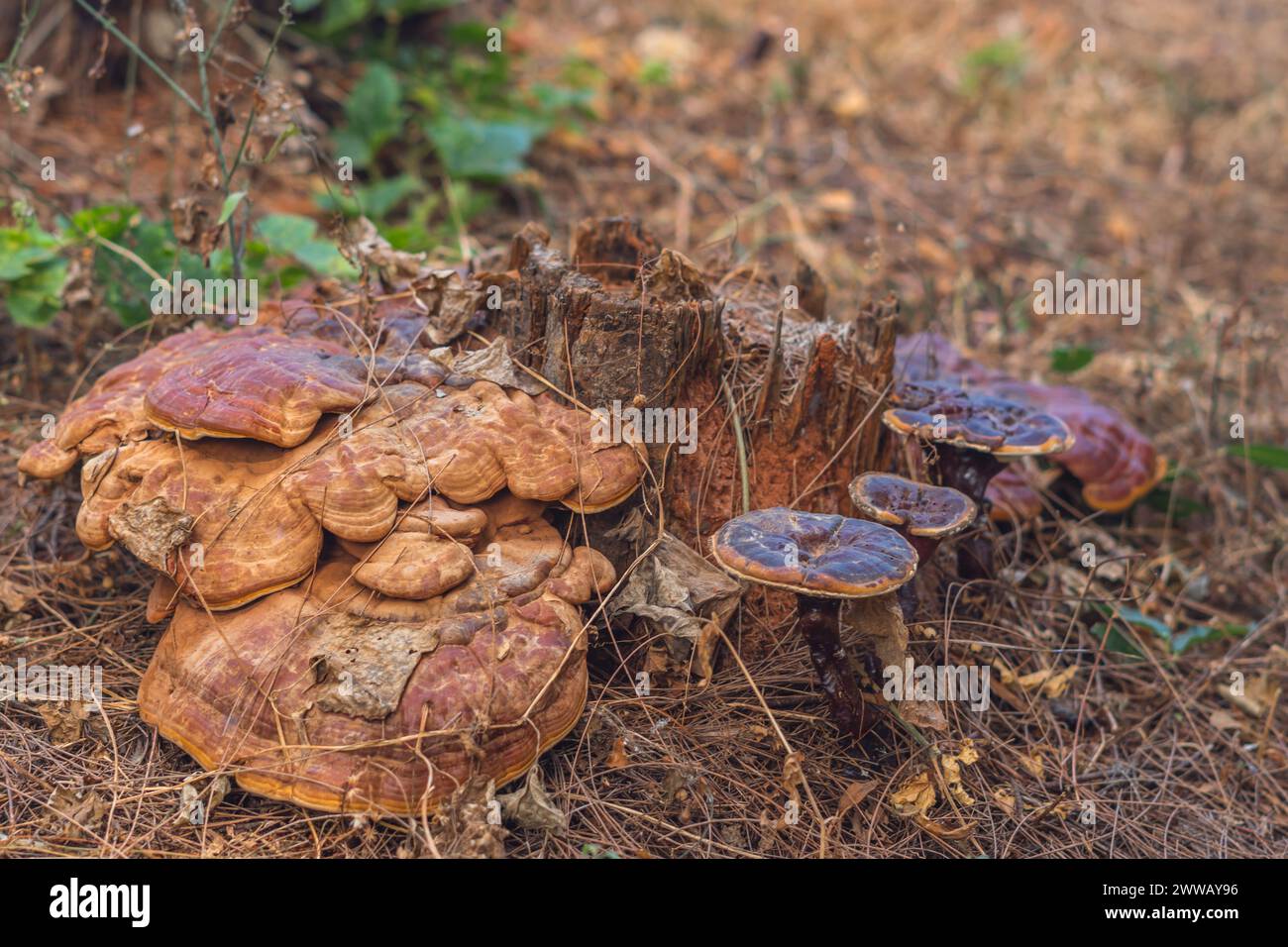 Magie de la flore sauvage, champignons brillants inhabituellement brillants sur la souche d'arbre, texture agréable de la nature calme fond brun clair foncé Banque D'Images