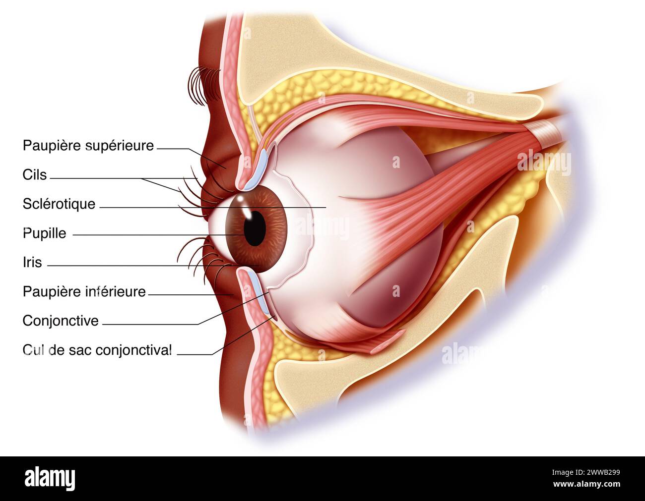 Les muscles de l'œil et de la paupière. Représentation de l'anatomie des muscles de l'œil droit vu du côté interne ou médian 3/4. Banque D'Images