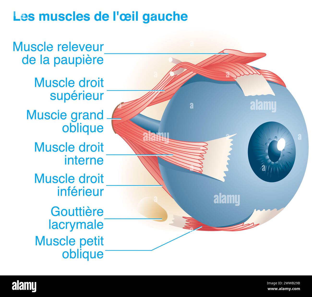 Les muscles de l'œil gauche. Représentation de l'anatomie des muscles de l'oeil gauche vu du côté interne ou médian 3/4. Banque D'Images