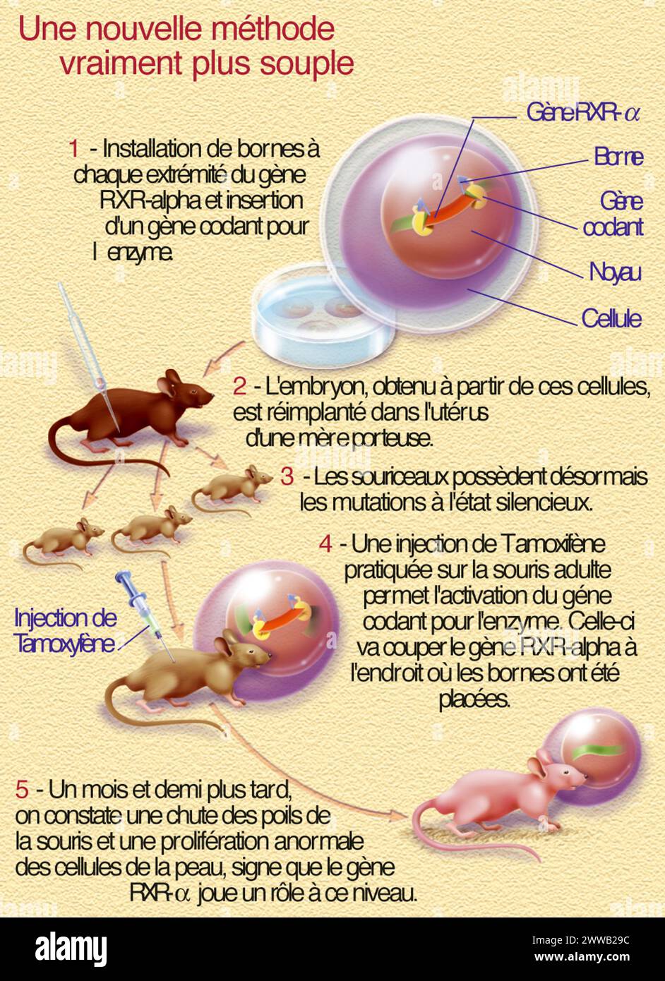 Mutation contrôlée. Représentation de la mutation génétique d'une souris qui permet d'étudier l'action de ses gènes. Banque D'Images
