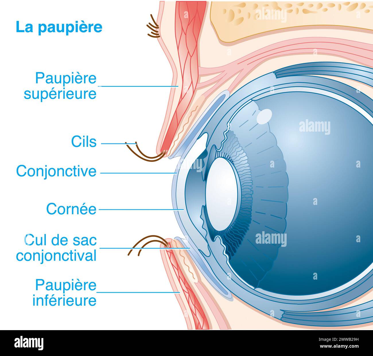 La paupière. Représentation en coupe sagittale médiane de l'œil et de la paupière avec mise en évidence de leurs structures. Banque D'Images