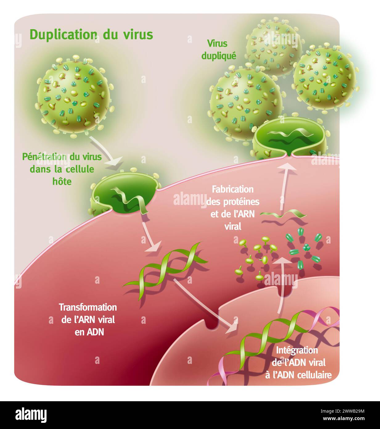 Duplication d'un virus de type rétrovirus. Représentation de la pénétration et de la duplication d'un rétrovirus de type SIDA grâce à une cellule hôte. Banque D'Images