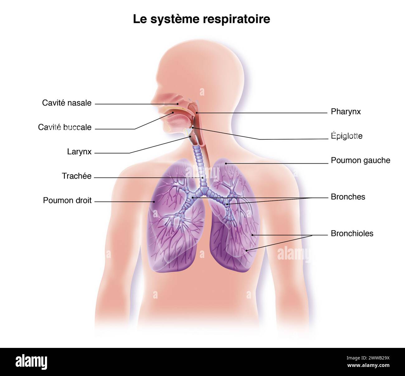 Anatomie de la trachée et des poumons. Banque D'Images