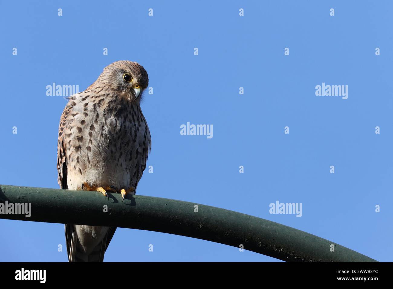 Kestrel dans un parc à Paris, Ile de France, France. Banque D'Images