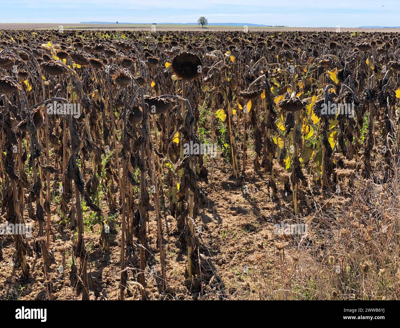 La sécheresse dans les hauts-de-France. Les tournesols, en manque d'eau, ne peuvent pas se développer normalement. Banque D'Images