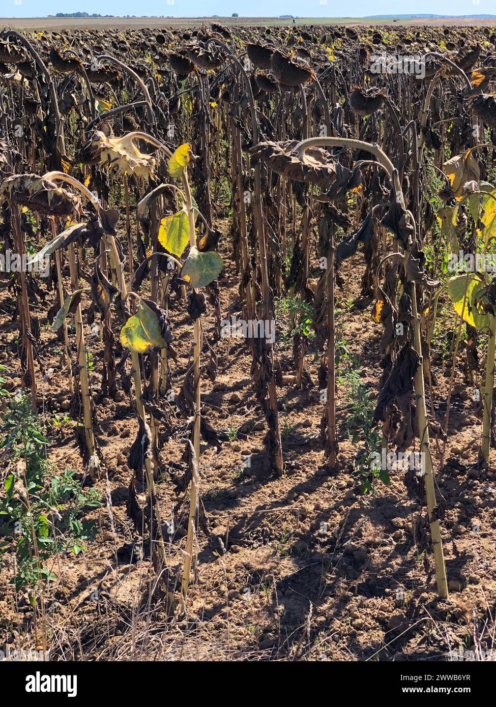 La sécheresse dans les hauts-de-France. Les tournesols, en manque d'eau, ne peuvent pas se développer normalement. Banque D'Images