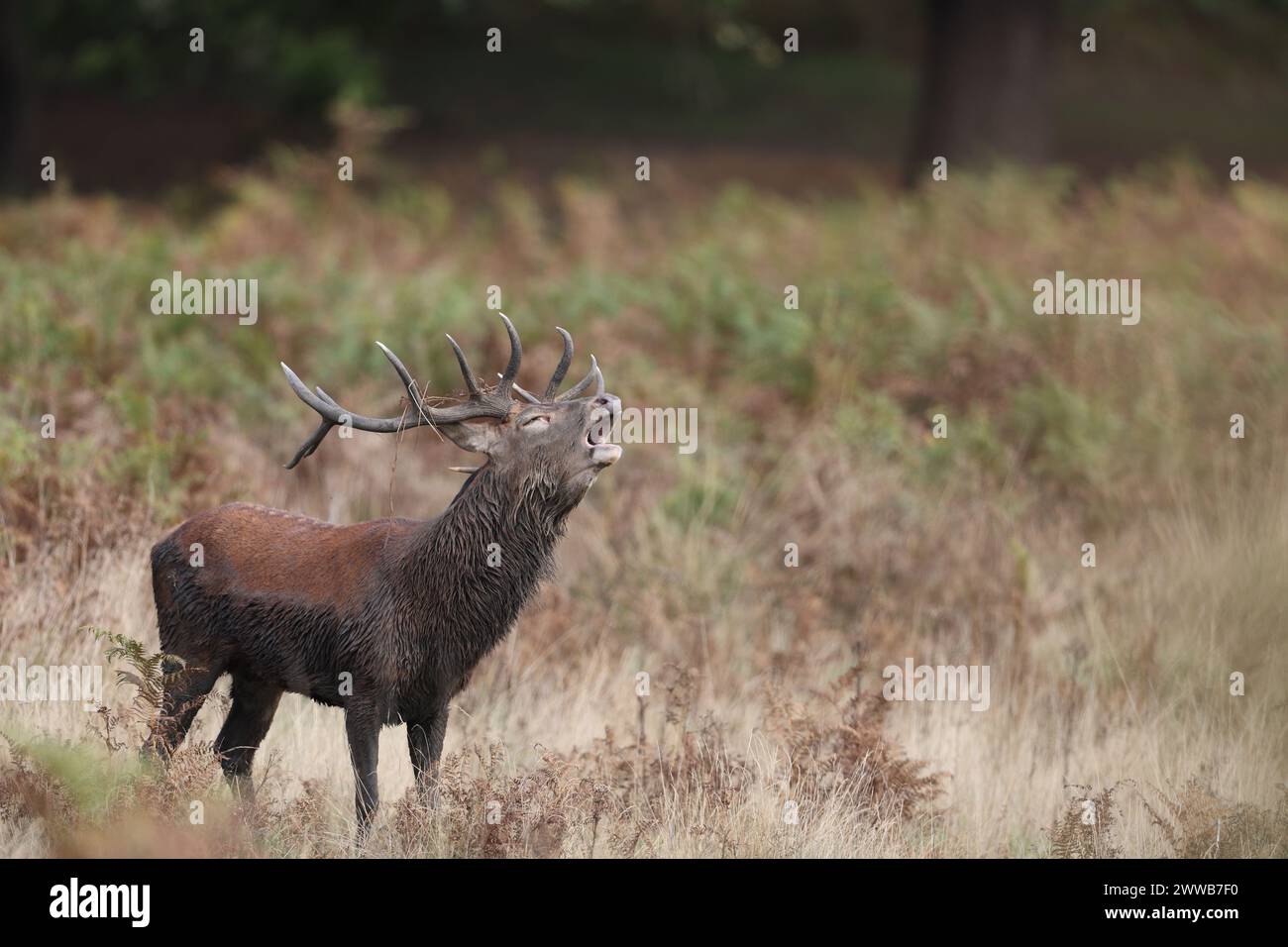 La dalle est l'appel fait par le cerf pour attirer l'attention des femelles pendant la saison d'accouplement. Banque D'Images