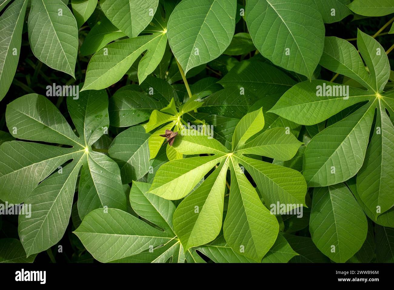 Manioc, Mandioa, manioc, tapiocas (Manihot esculenta), jeunes feuilles vertes et un papillon brun. Banque D'Images