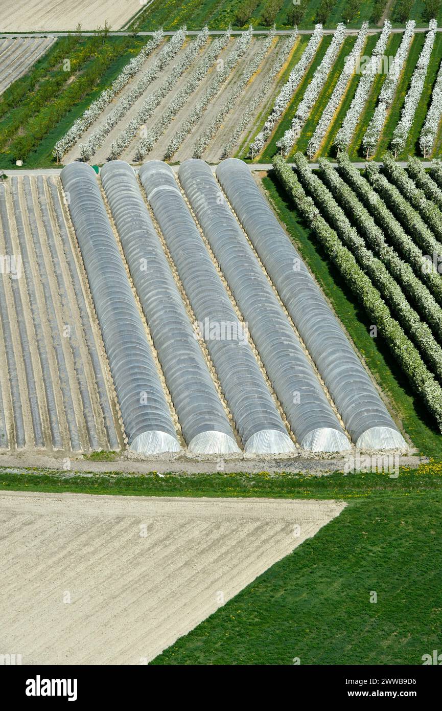 Serres tunnel pour la culture de légumes dans la région fruitière Charrat-Saxe dans la vallée du Rhône, Charrat, Valais, Suisse Banque D'Images