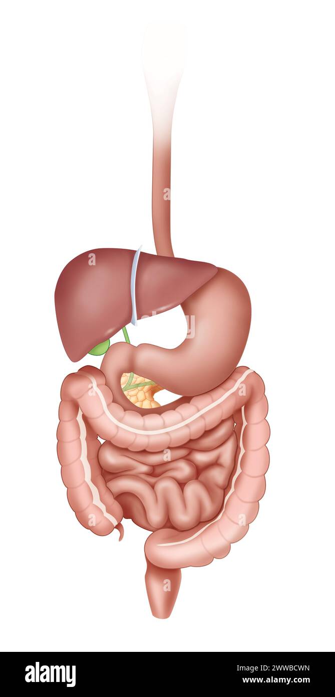 Appareil digestif, en vue antérieure de l'oesophage au rectum. Banque D'Images