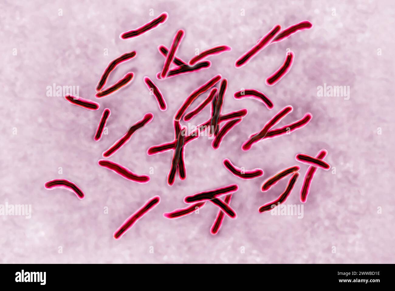 Bacillus Koch (BK) ou Mycobacterium tuberculosis, il est responsable de la tuberculose. Banque D'Images