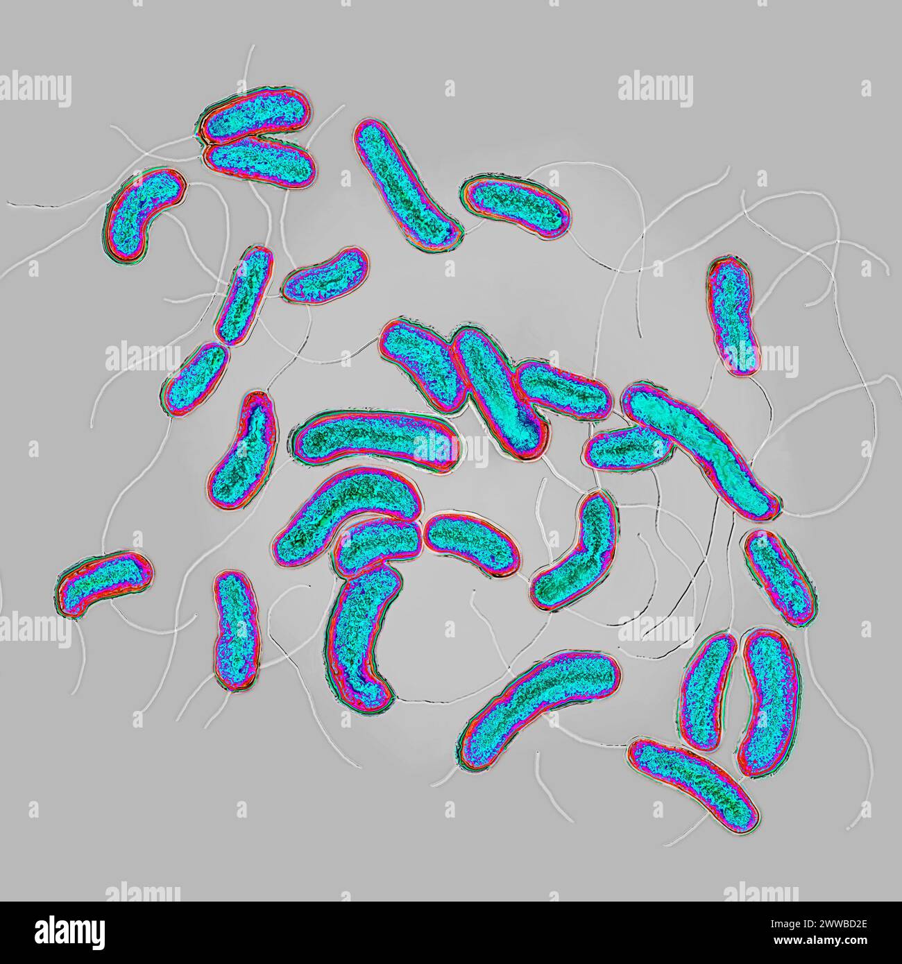 Bacilles cholériques ou vibrion cholérique (Vibrio cholerae). Le choléra est une infection contagieuse épidémique par empoisonnement entérique. Banque D'Images