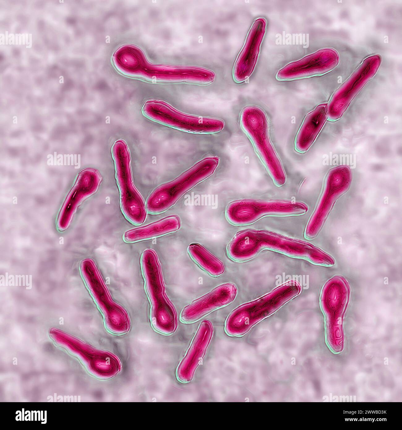 Clostridium tetani (ou bacille de Nicolaïer) est la bactérie responsable du tétanos. Banque D'Images