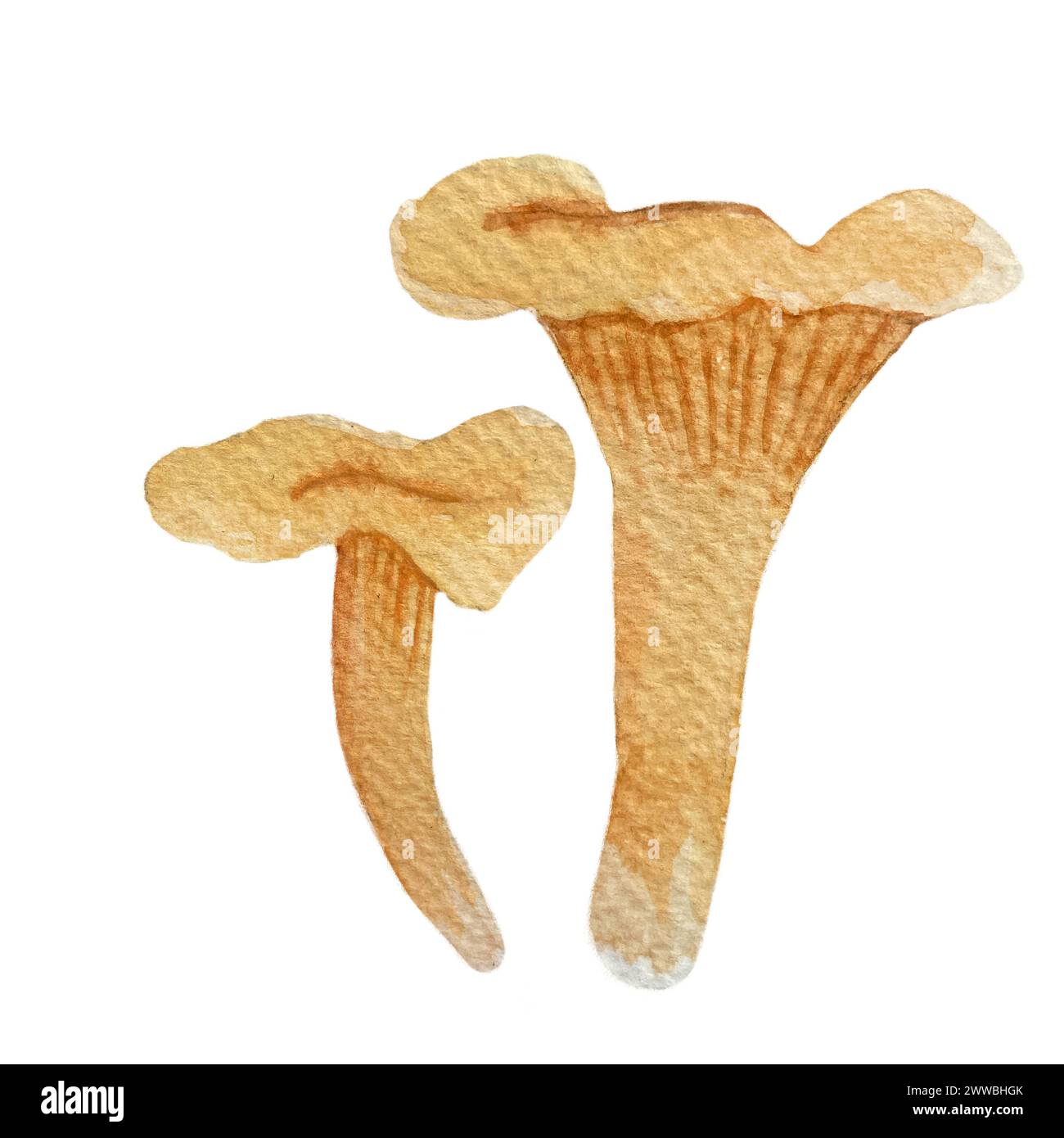 Ensemble aquarelle de champignons sauvages isolé sur blanc. Chanterelle Banque D'Images