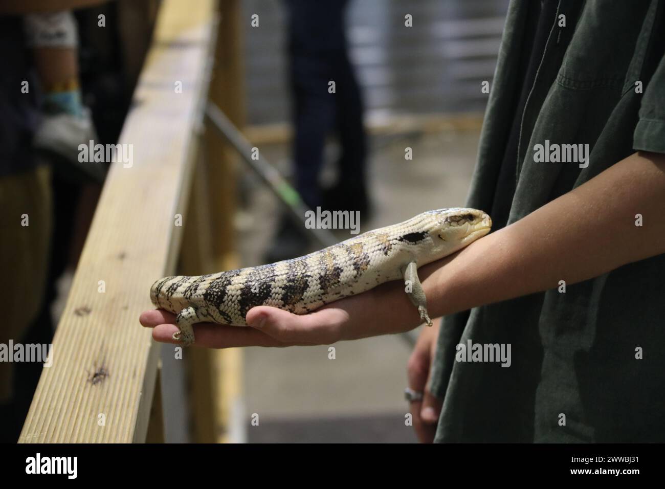 Sydney, Australie. Samedi 23 mars 2024. Le Sydney Royal Easter Show se déroule du 22 mars au 2 avril 2024 au parc olympique de Sydney. Sur la photo : le skink à tonalités bleues (comprend le genre australasien Tiliqua, qui contient certains des plus grands membres de la famille des skink. Ils sont communément appelés lézards à tonalités bleues ou simplement bleues ou bleus). Situé dans le « pavillon pour animaux ». Crédit : RM/Alamy Live News Banque D'Images