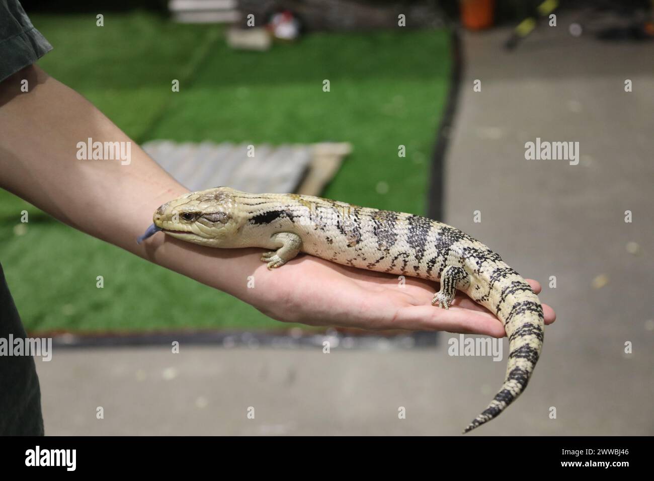 Sydney, Australie. Samedi 23 mars 2024. Le Sydney Royal Easter Show se déroule du 22 mars au 2 avril 2024 au parc olympique de Sydney. Sur la photo : le skink à tonalités bleues (comprend le genre australasien Tiliqua, qui contient certains des plus grands membres de la famille des skink. Ils sont communément appelés lézards à tonalités bleues ou simplement bleues ou bleus). Situé dans le « pavillon pour animaux ». Crédit : RM/Alamy Live News Banque D'Images