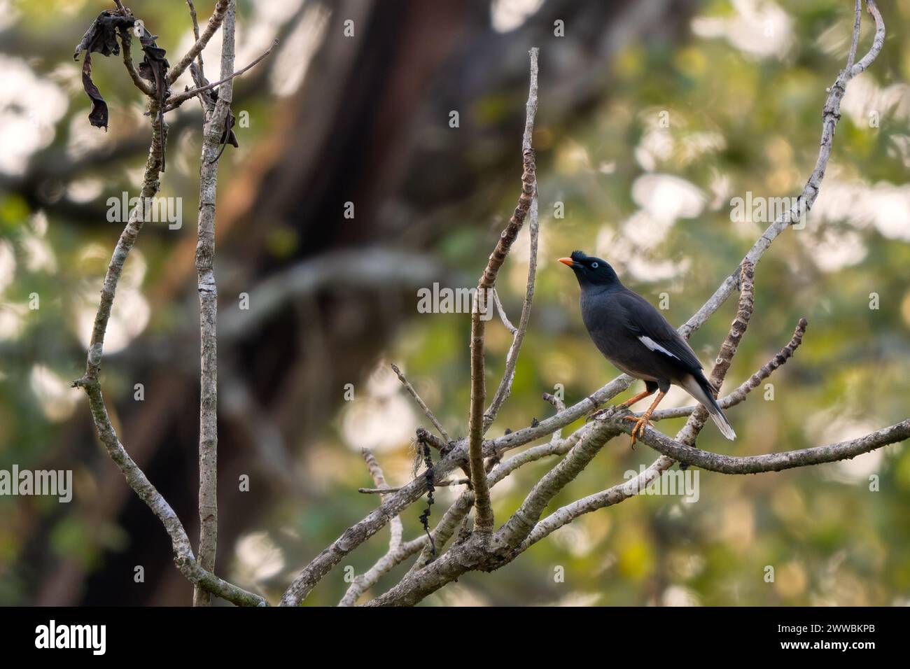 Jungle Myna - Acridotheres fuscus, magnifique oiseau perché timide des forêts et des bois d'Asie du Sud, réserve de tigres de Nagarahole, Inde. Banque D'Images