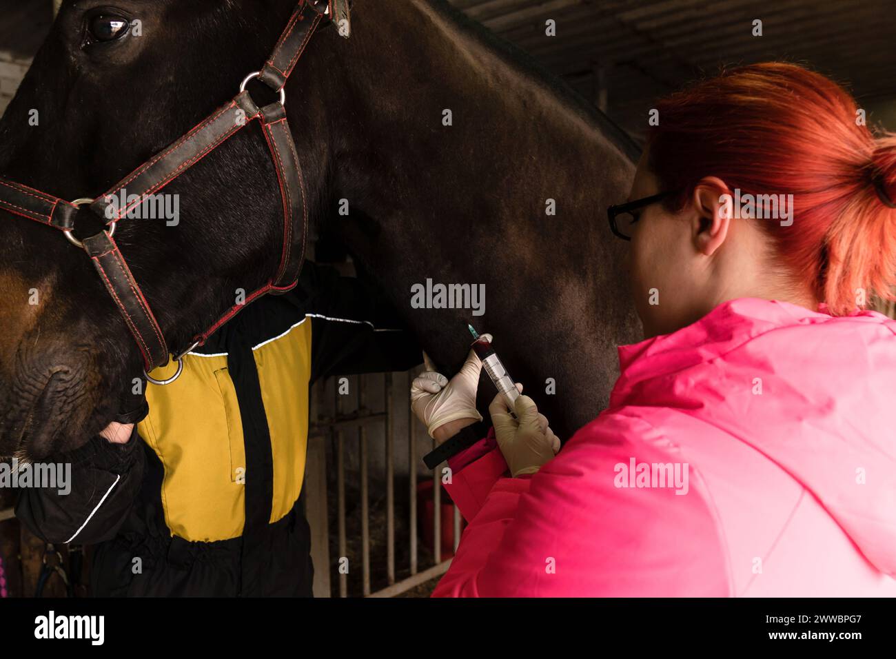 Vétérinaire administrant l'injection à cheval. Prélèvement de sang veineux pour analyse Banque D'Images
