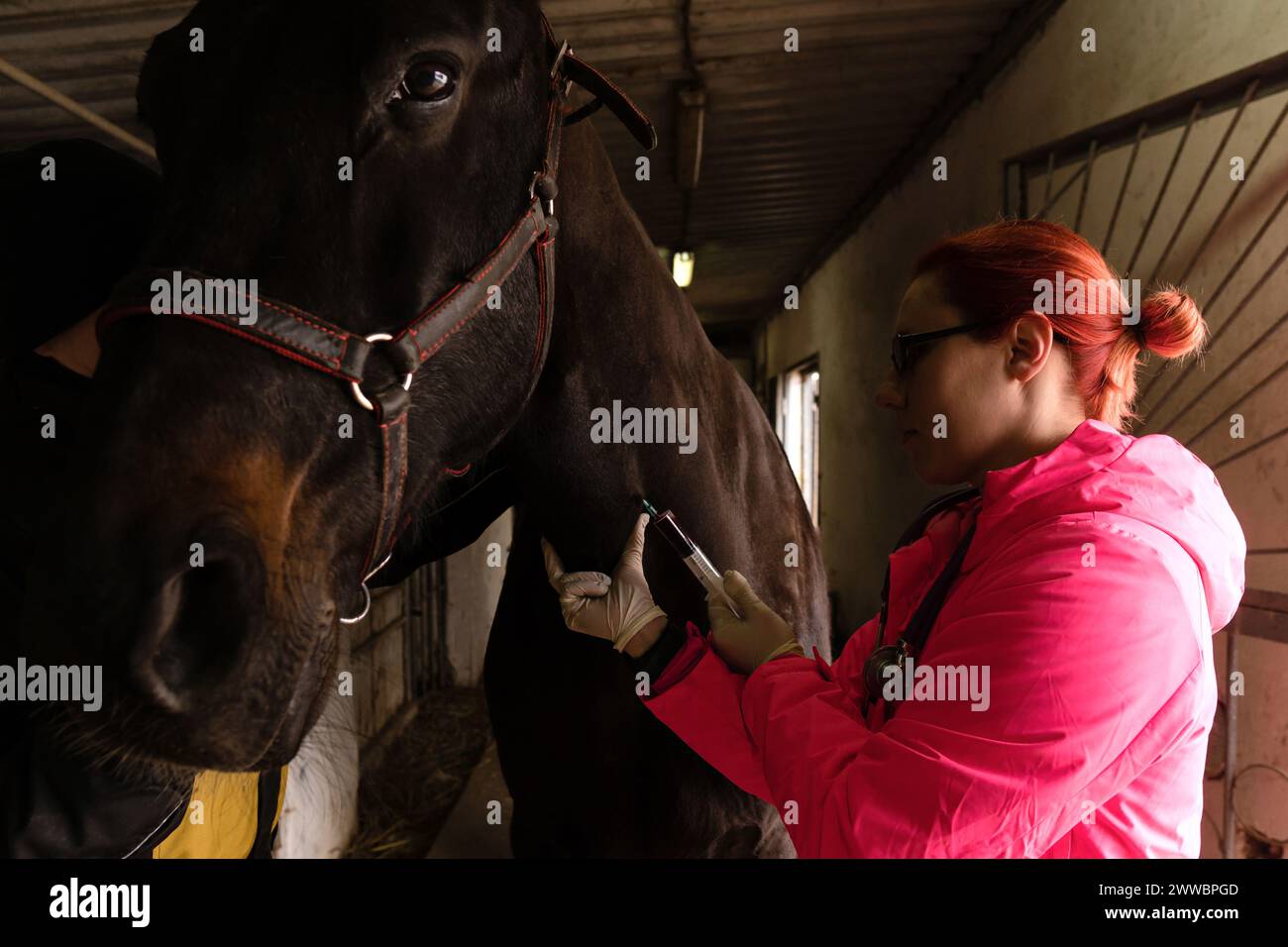 Vétérinaire administrant l'injection à cheval. Prélèvement de sang veineux pour analyse Banque D'Images