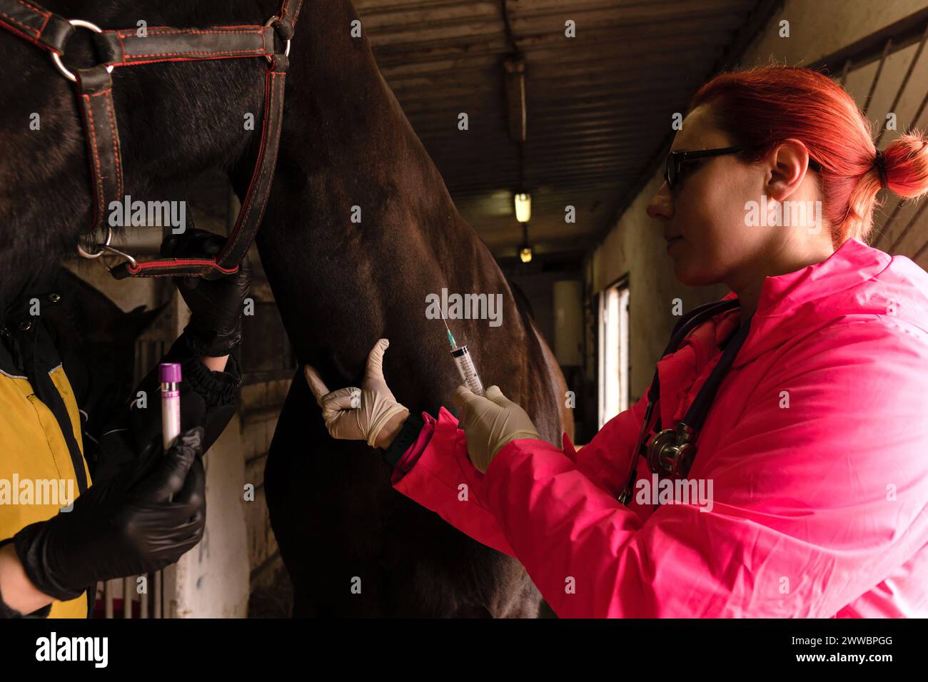 Préparation de l'injection pour une intervention vétérinaire équine. Métier de vétérinaire. Prendre soin de la santé du cheval Banque D'Images
