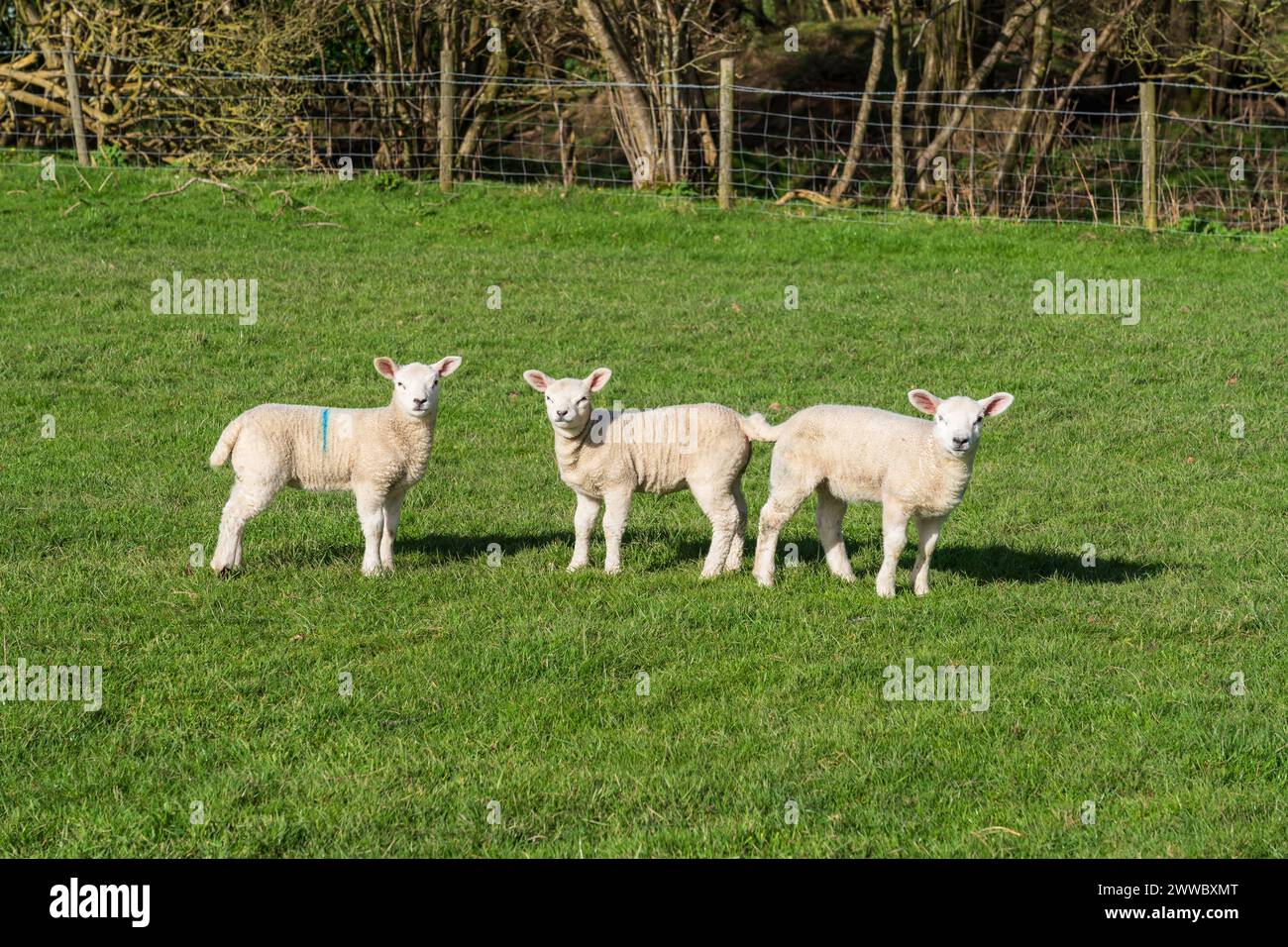 Trois mignons agneaux printaniers dans un champ Banque D'Images