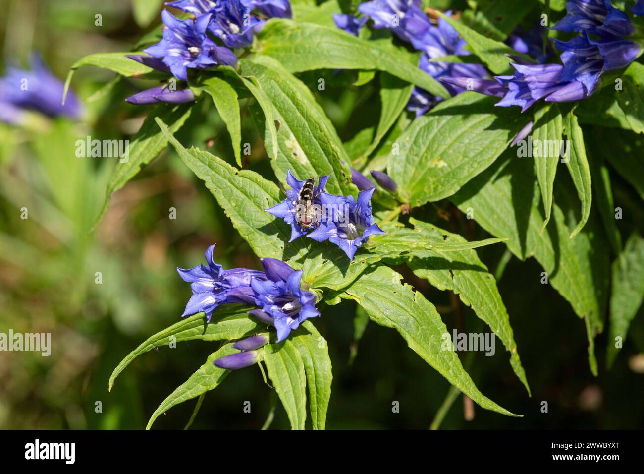 Gentiane à racines d'hirondelle, Gentiana Asclepiadea, Hoverfly Banque D'Images