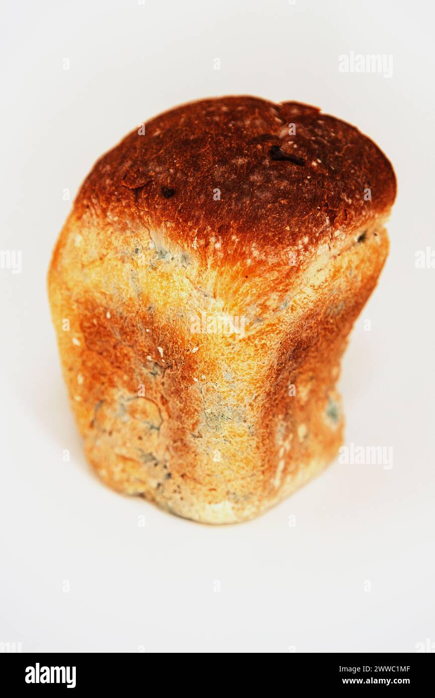 Couper un morceau de pain de blé gâté avec de la moisissure isolée sur un fond blanc Banque D'Images