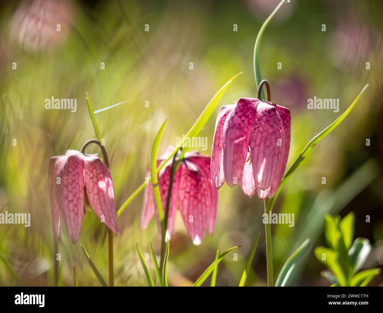 Charmante fleur printanière Fritillaria meleagris connue sous le nom de tête de serpent, fleur d'échecs, grenouille-coupe ou fritillaire dans son écosystème naturel, gros plan photo Banque D'Images