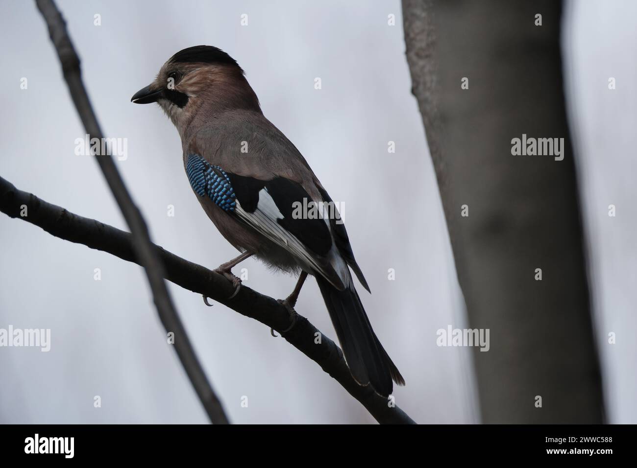 Jay, Garrulus glandarius, oiseau unique sur la branche Banque D'Images