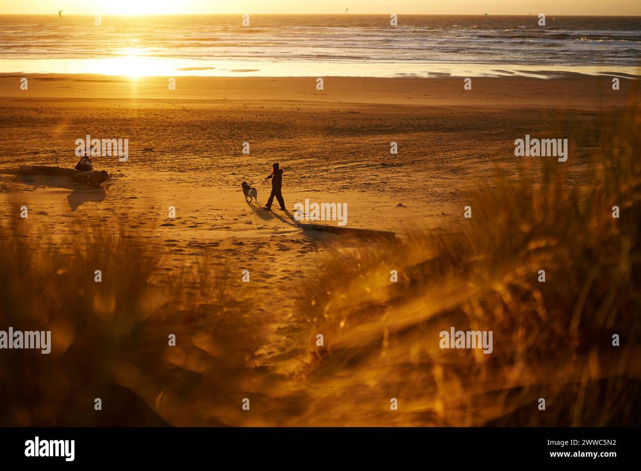 Jeune femme promenant le chien sur la plage au coucher du soleil Banque D'Images