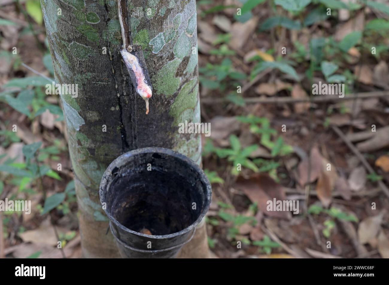 GHANA, Nkawkaw, ferme d'arbres à caoutchouc de petit agriculteur / GHANA, Kautschuk Anbau, Kautschukwald eines Kleinbauern Banque D'Images