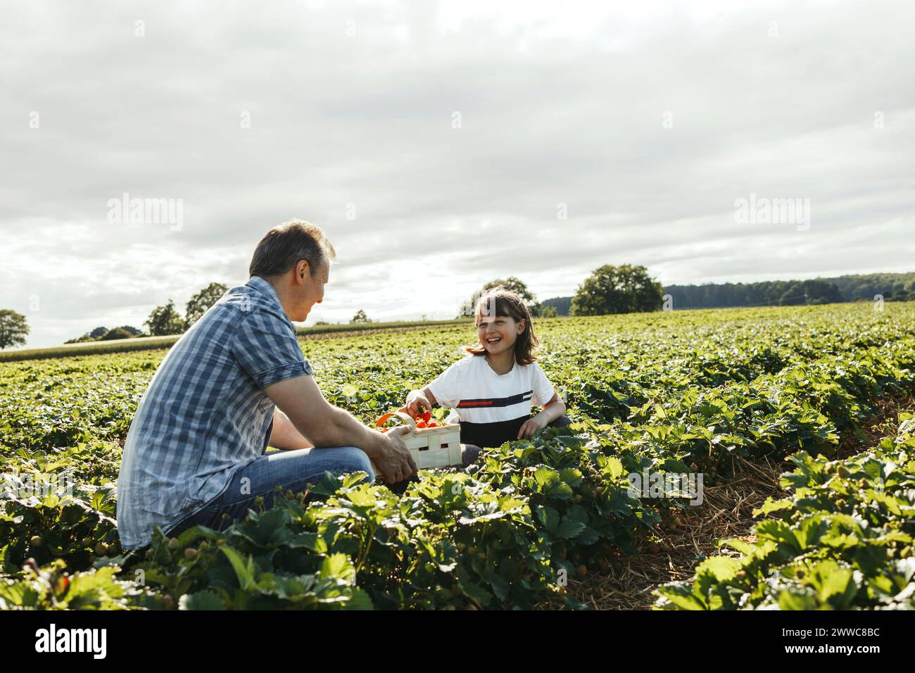 Père et fille cueillant des fraises au champ Banque D'Images