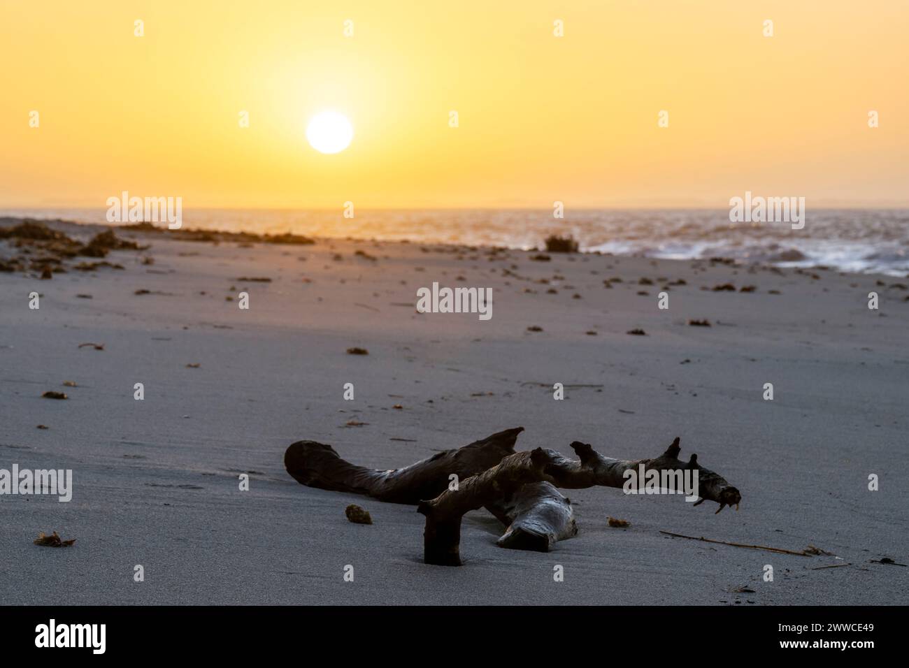 Allemagne, Schleswig-Holstein, Hornum, Driftwood sur la plage de Hornum Odde au lever du soleil Banque D'Images