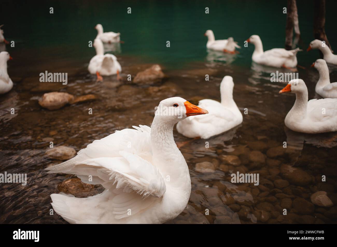 Les oies blanches rehaussent la beauté d'un lac turc sur la voie lycienne, un tableau serein dans la nature Banque D'Images