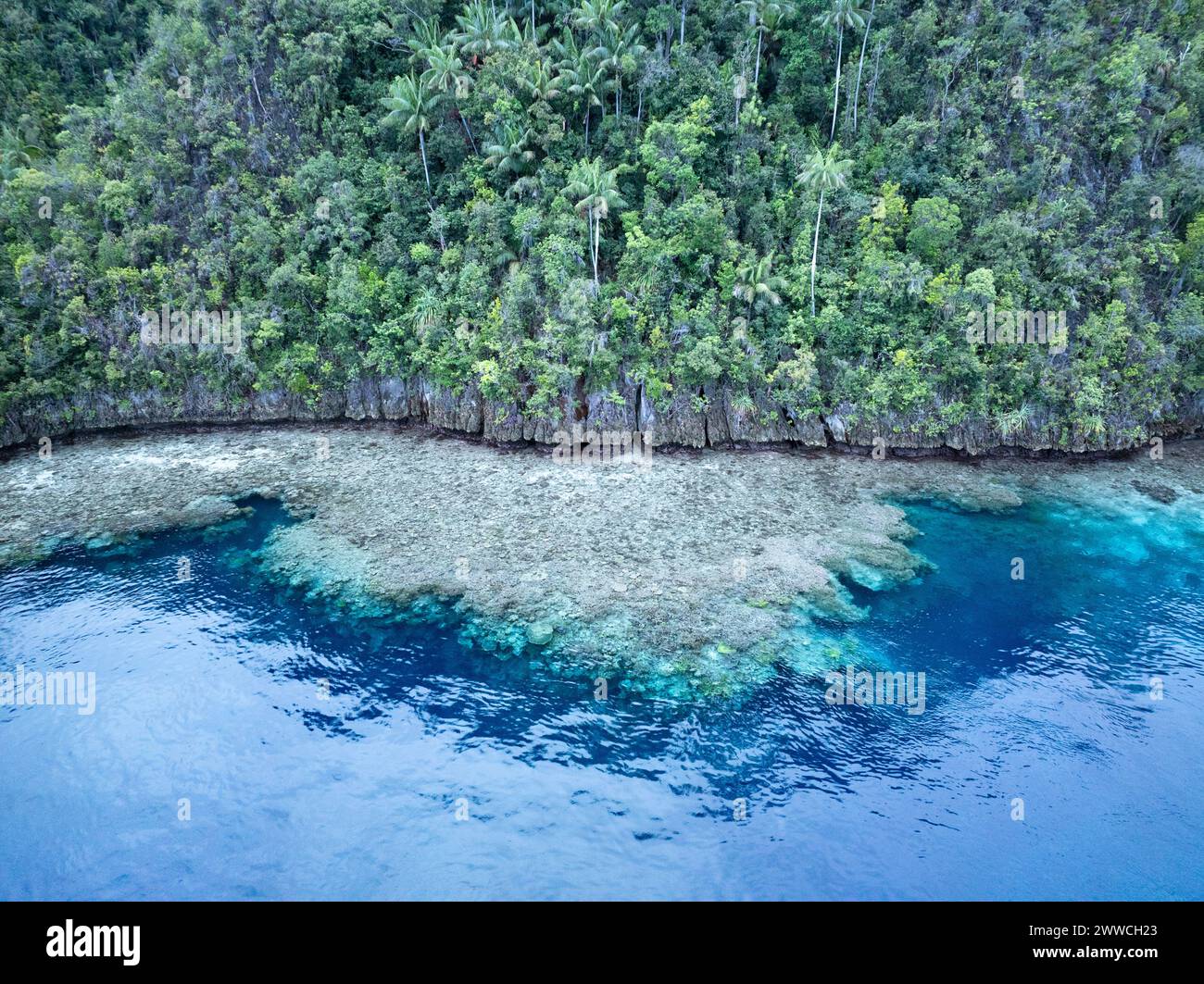 Un magnifique récif corallien borde une île calcaire à Raja Ampat. Cette région de l'Indonésie est connue comme le cœur du Triangle de corail. Banque D'Images