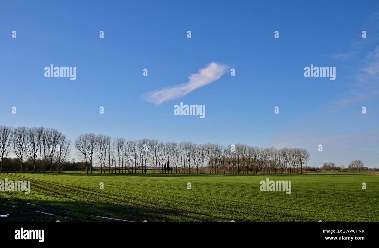 Peuplement d'arbres en hiver sur les champs agricoles de fenland à Stuntney, près d'Ely, Cambridgeshire, Angleterre, Royaume-Uni Banque D'Images