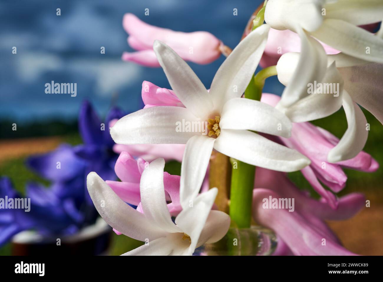 Gros plan d'une fleur de jacinthe fleurissant au printemps, Pologne Banque D'Images