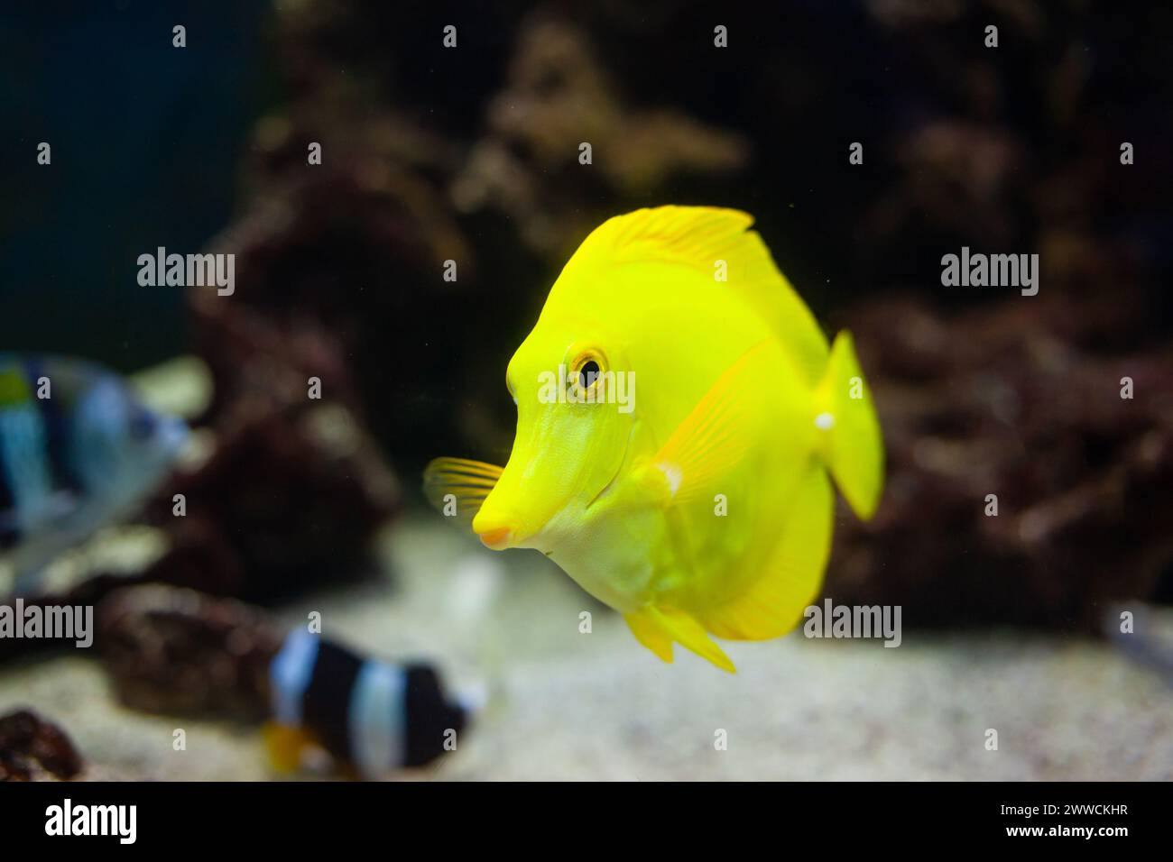 Zebrasoma flavescens est un poisson de mer plat jaune d'Hawaï. magnifique arrière-plan gros plan Banque D'Images