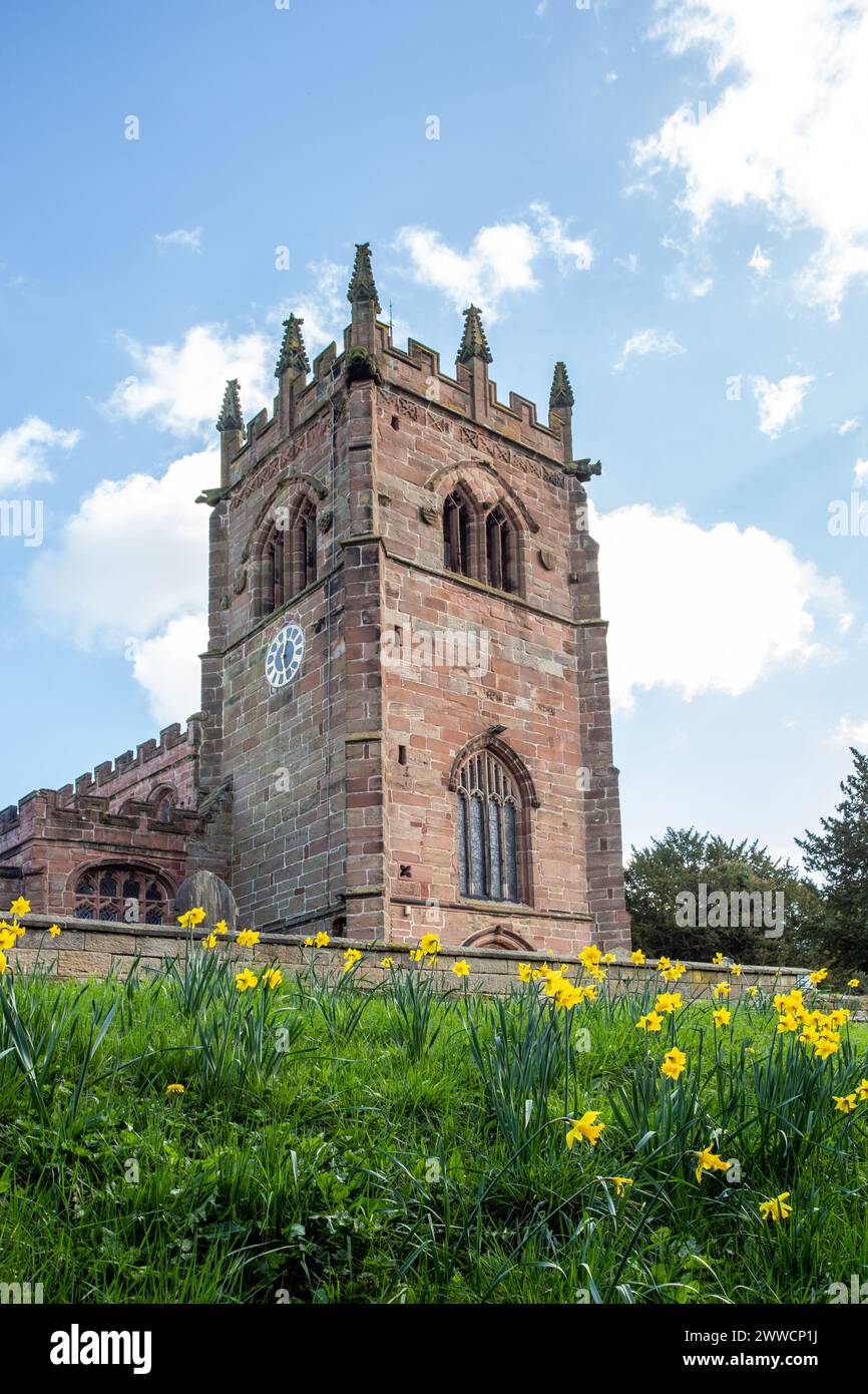 L’église paroissiale de St Bertoline, dans le village Cheshire de Barthomley vu avec des jonquilles au printemps printemps Banque D'Images