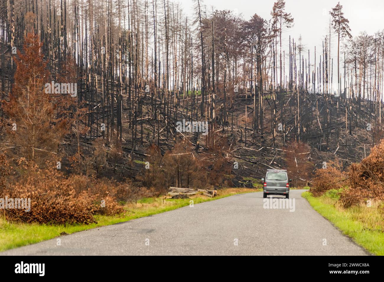 Forêt brûlée après l'incendie de 2022 dans le parc national de la Suisse tchèque, République tchèque Banque D'Images