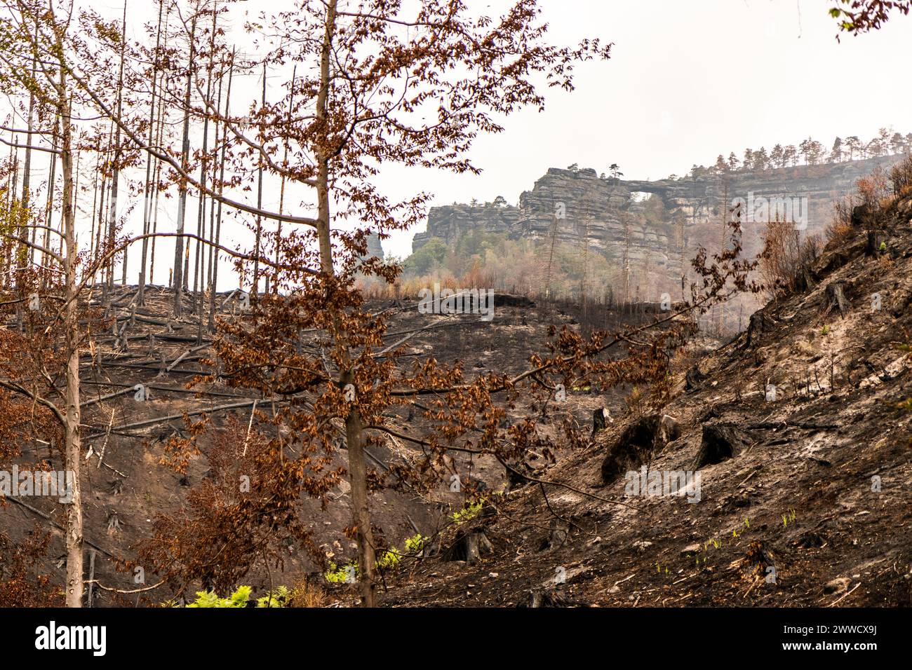 Forêt brûlée autour de la formation rocheuse de Pravcicka brana après l'incendie de 2022 dans le parc national de la Suisse tchèque, République tchèque Banque D'Images
