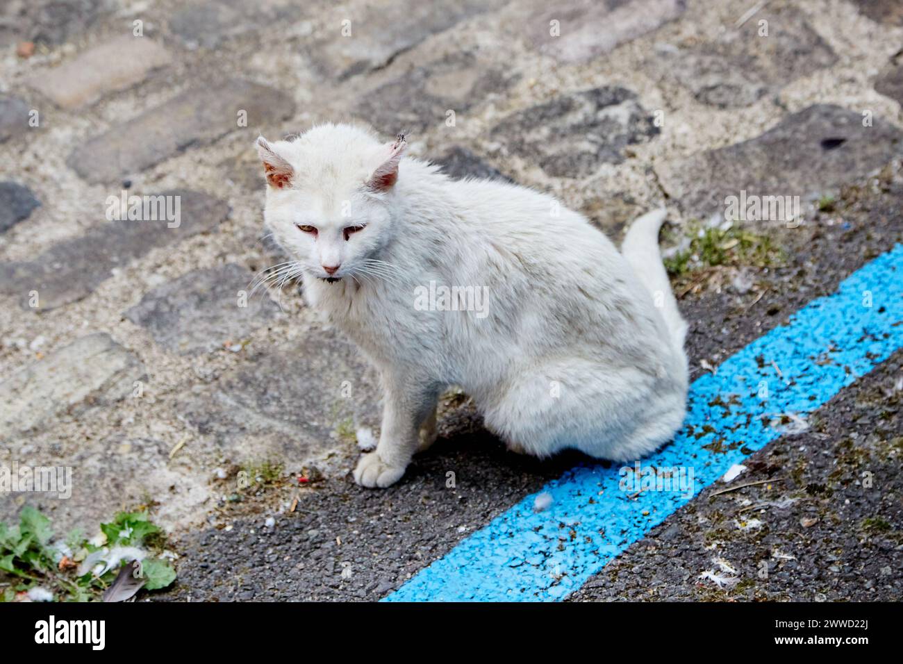 Malade, vieux, blanc, chat errant dans la rue Banque D'Images