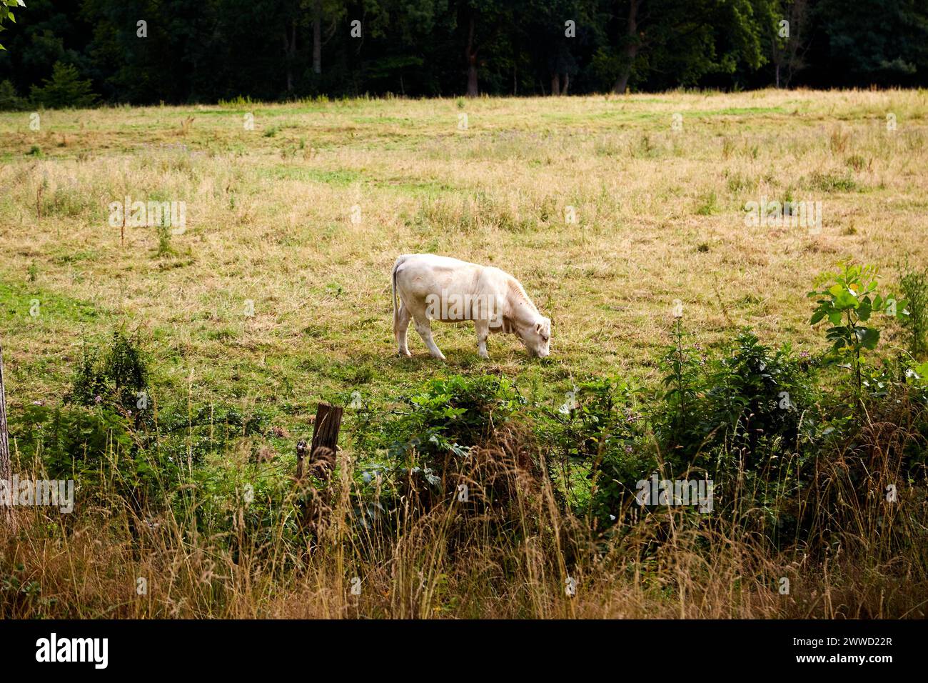 Vache charolaise blanche unique debout et pâturant dans un champ Banque D'Images