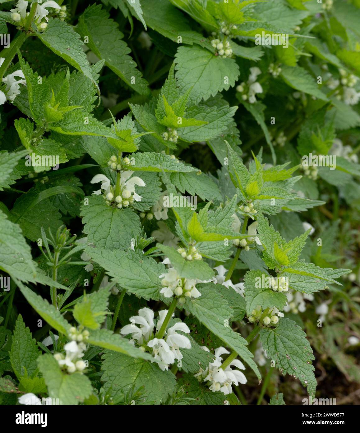 White Dead-ortie, album Lamium. Banque D'Images