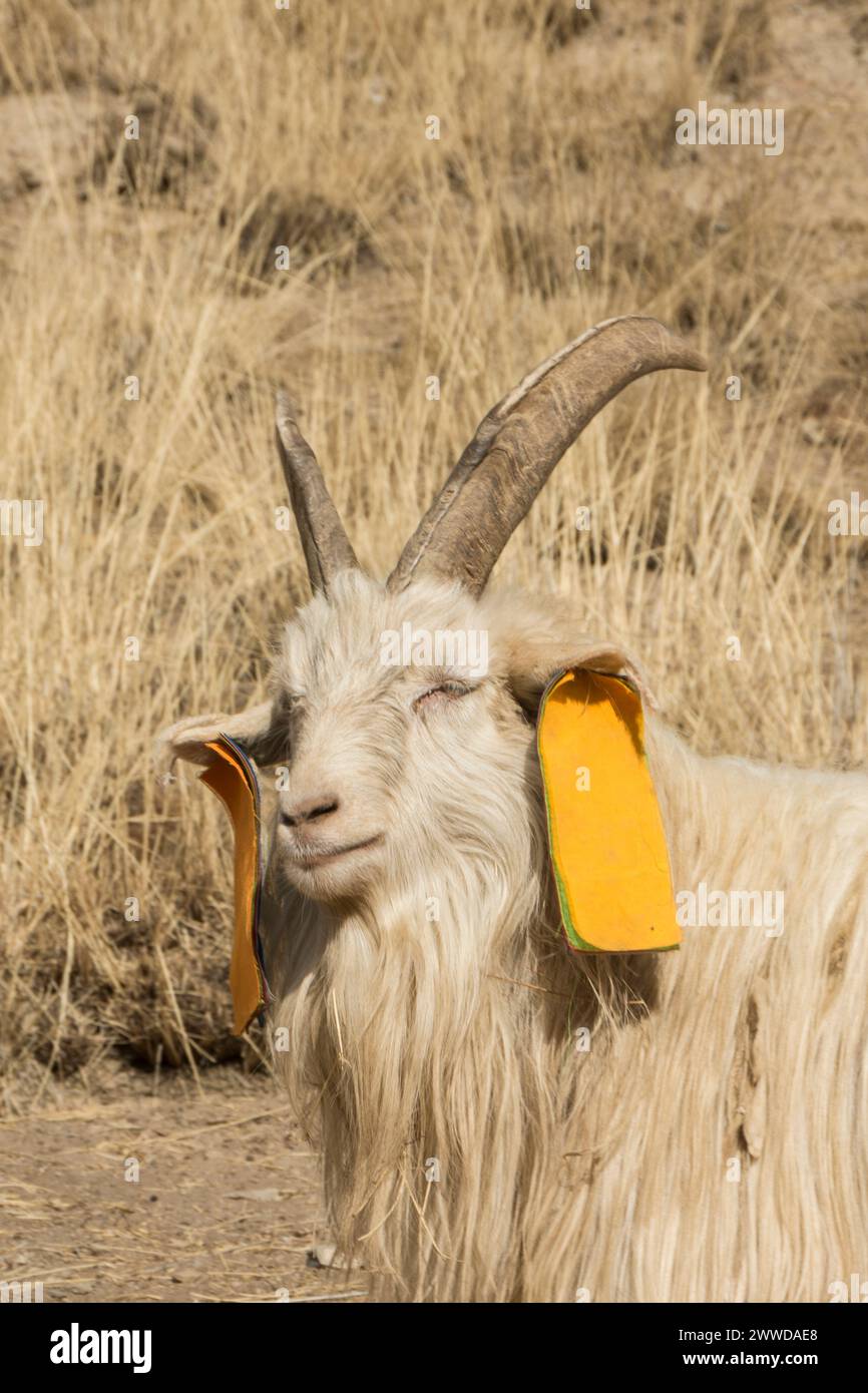 Chèvre sacrée avec les 5 éléments colorés du bouddhisme tibétain accrochés à ses oreilles. Monastère de Labrang, comté de Xiahe, Chine Banque D'Images