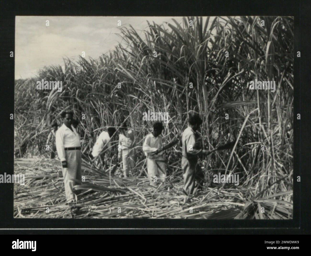 À Vanua Levu (Fidji), des ouvriers d'origine indienne récoltaient la canne à sucre dans la région de Labasa, illustrant ainsi les pratiques agricoles de 1916. Banque D'Images