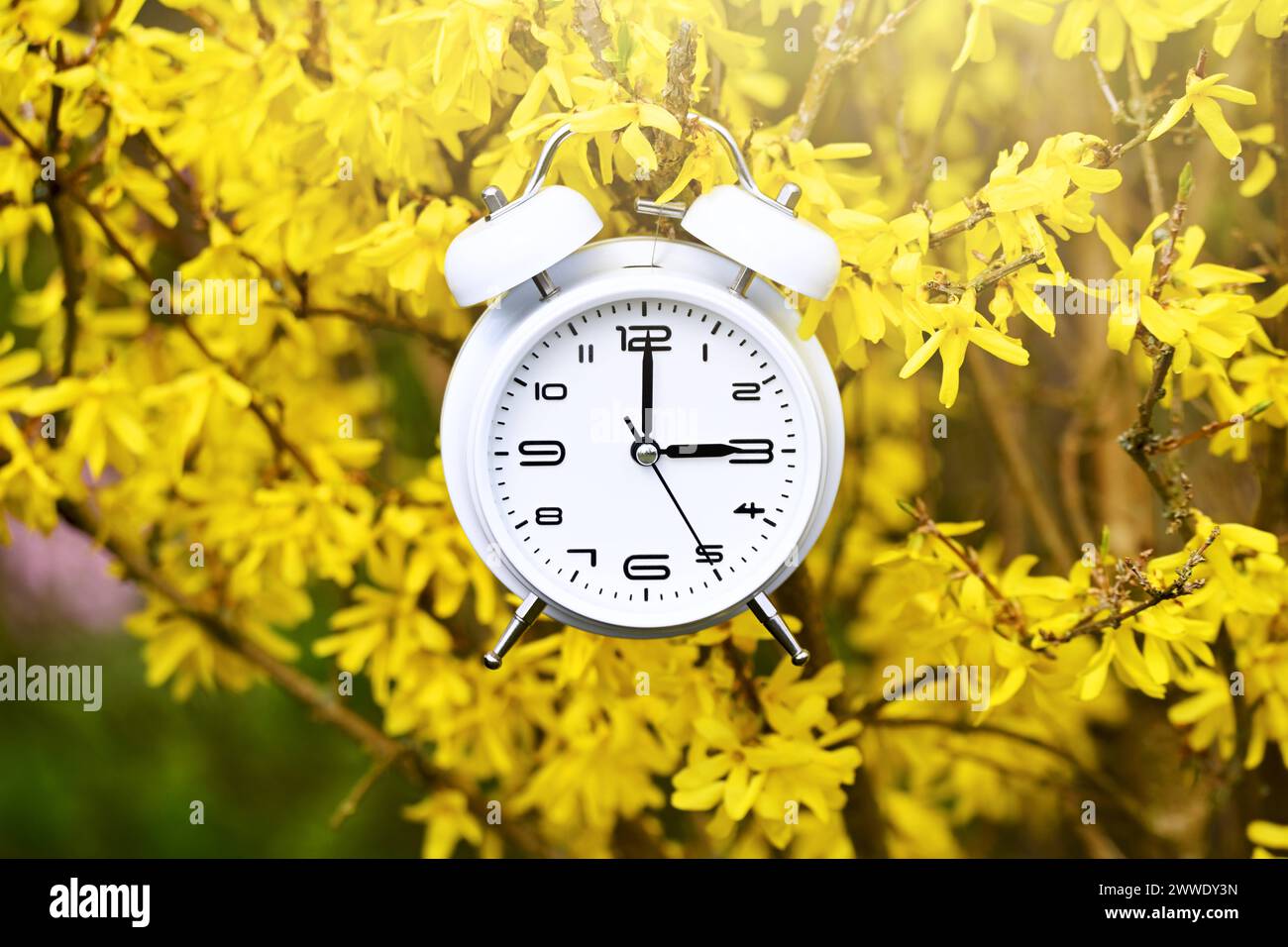 Weißer Wecker am Blütenstrauch, Symbolfoto Sommerzeit und Zeitumstellung *** réveil blanc sur un arbuste fleuri, photo symbolique heure d'été et changement d'heure Banque D'Images